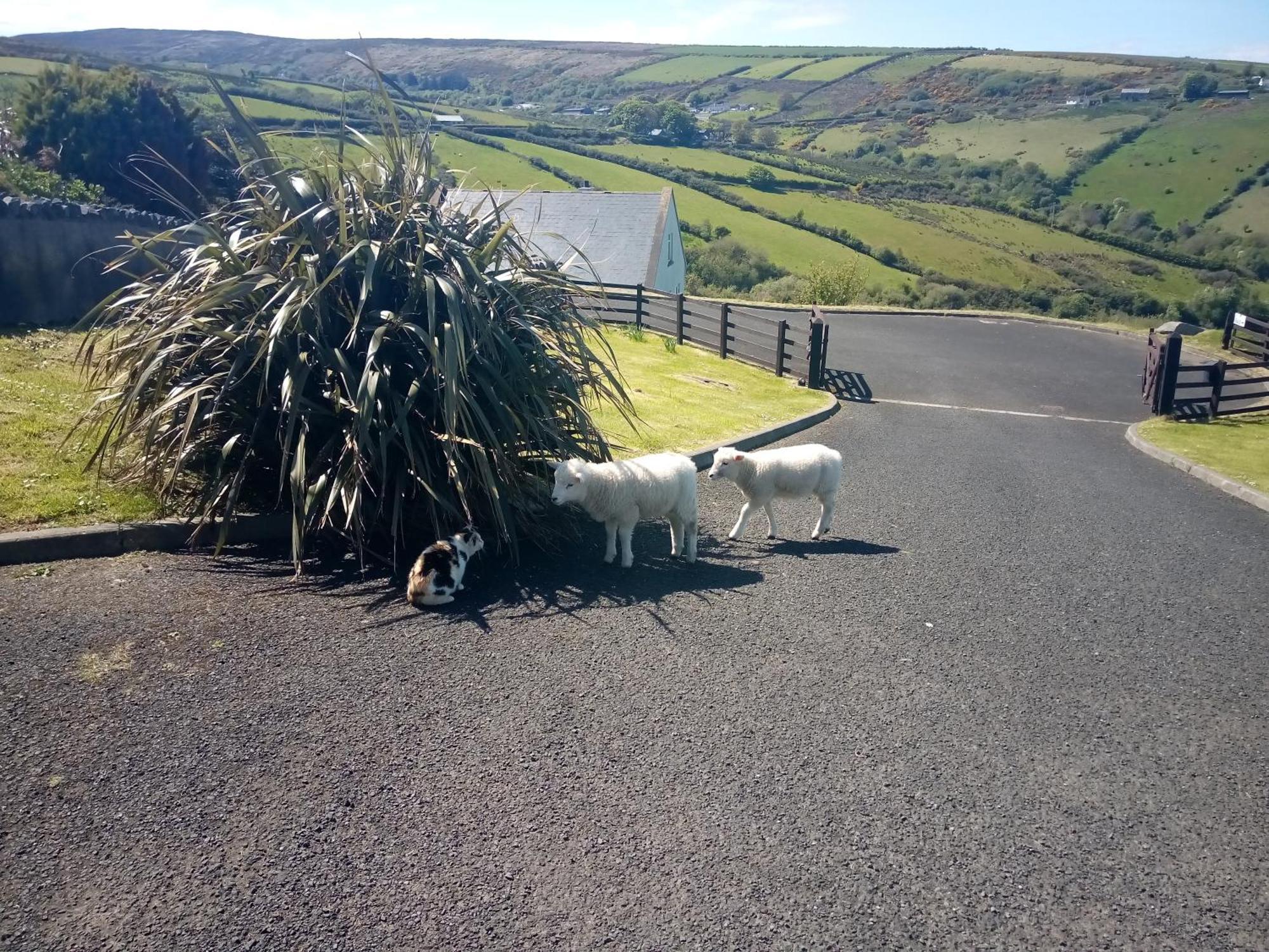 Wild Atlantic View Inishowen グリーンキャッスル エクステリア 写真